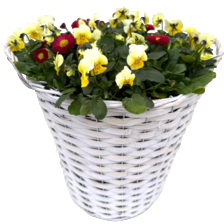 Violen/Bellis in homemand